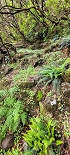 Plants: image 63 Of 208 Thumb